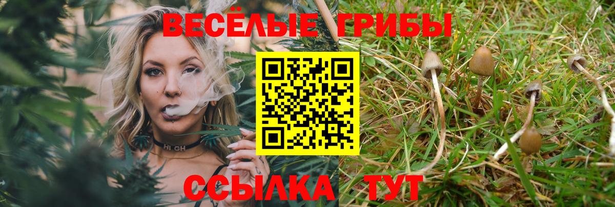 Курчалой  Галлюциногенные грибы Cubensis  Псилоцибиновые грибы мицелий  Вход с VPN 