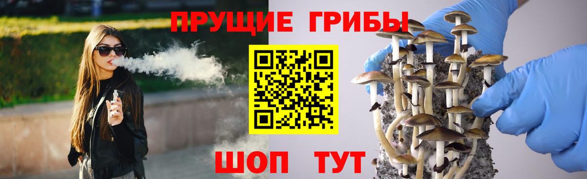 Галлюциногенные грибы Psilocybe Курчалой